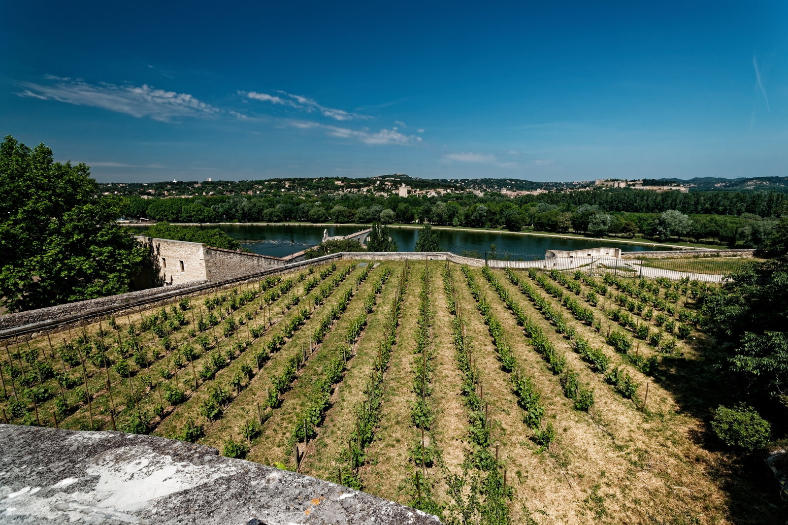 Vignobles des Côtes-du-Rhône dominant le Rhône et Avignon